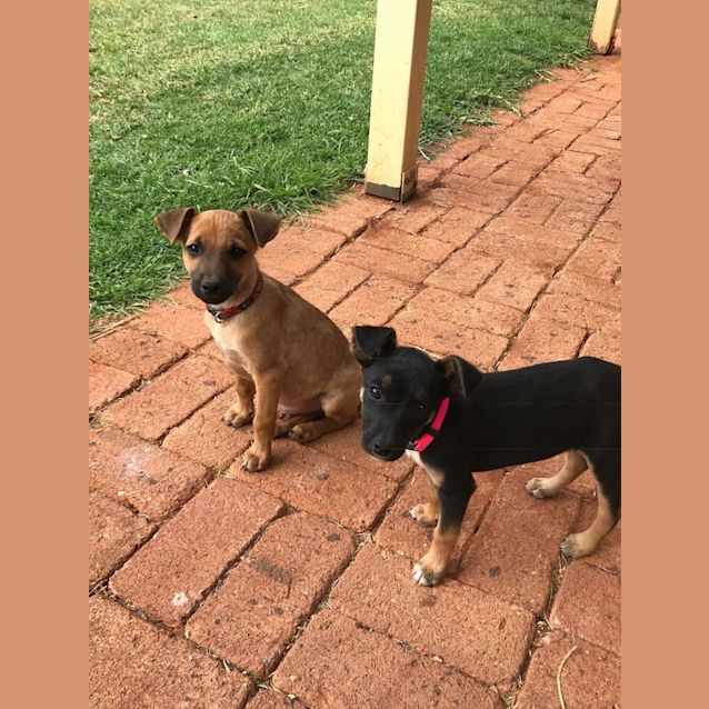 Photo of Lola ( Or Lolly 🍭) 