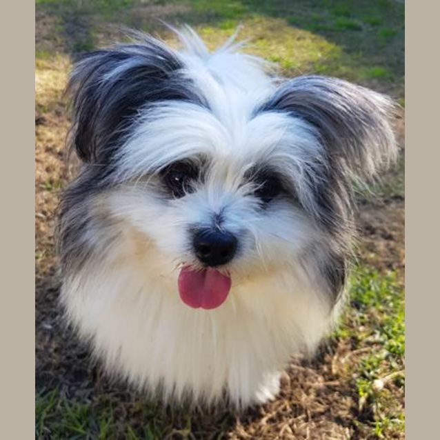 Photo of Bandit