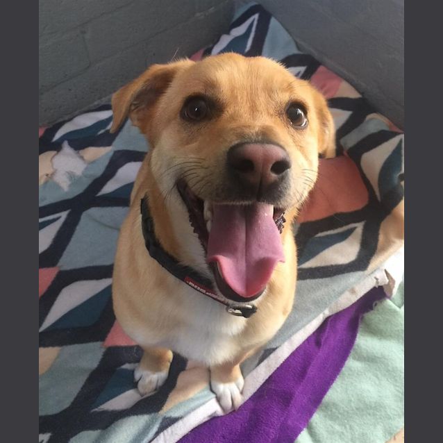 Photo of Chester