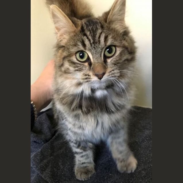 Photo of Bindi