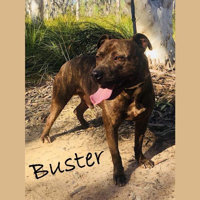 Photo of Buster