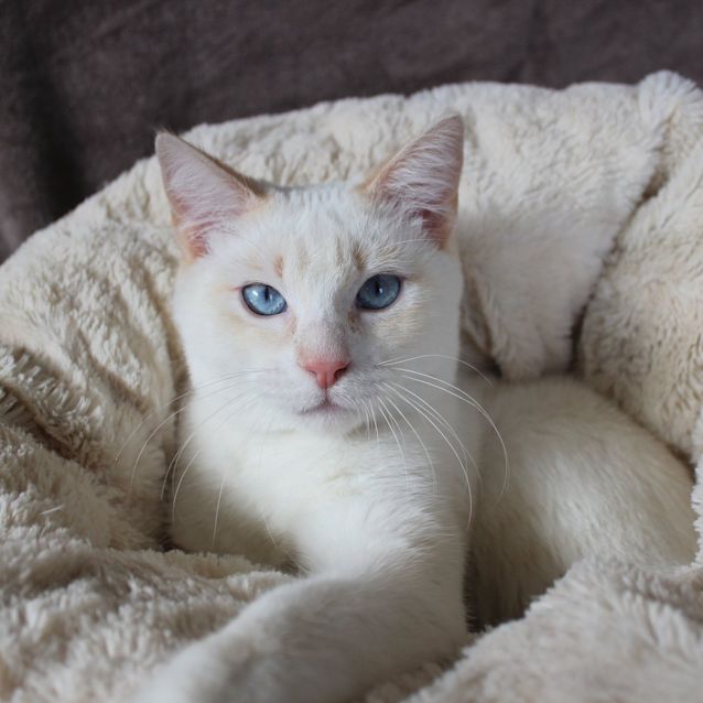 Photo of Cupcake And Flame 