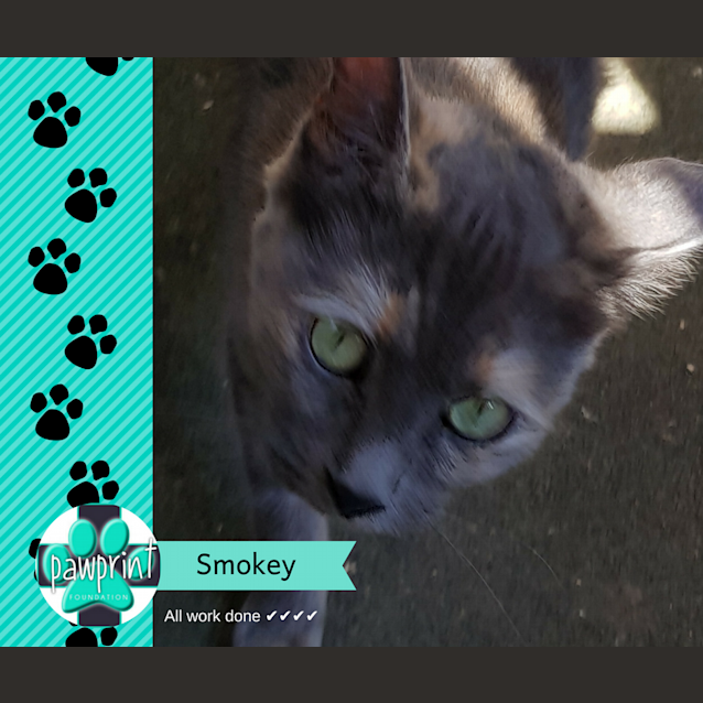Photo of Smokey 