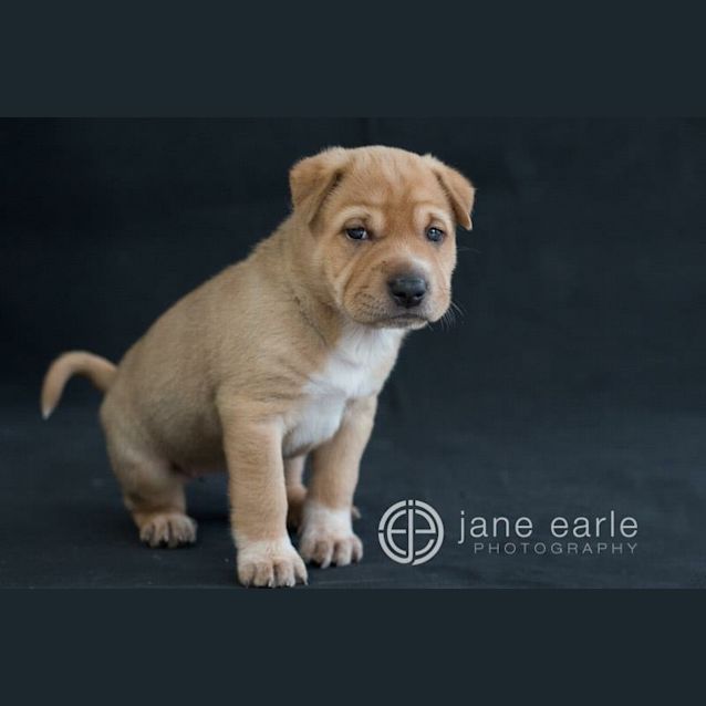 Photo of Willow Db390