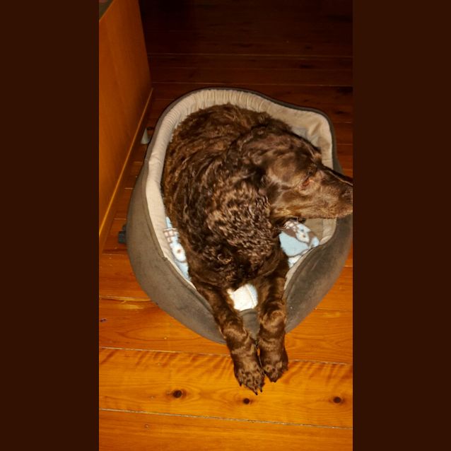 Photo of Queenie