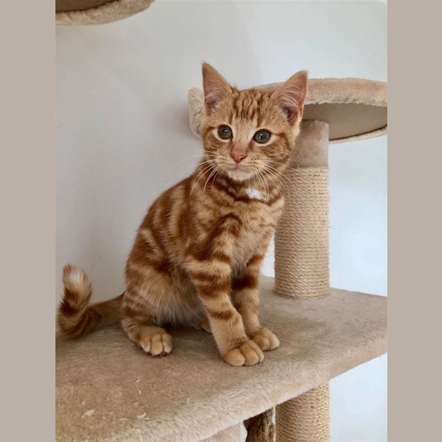 Photo of Mowgli