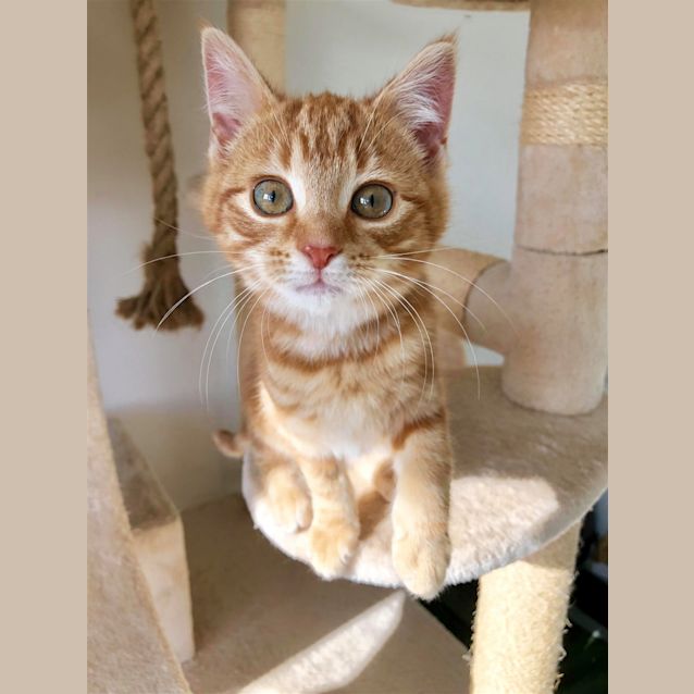 Photo of Baloo (Now Ginger Tigger)
