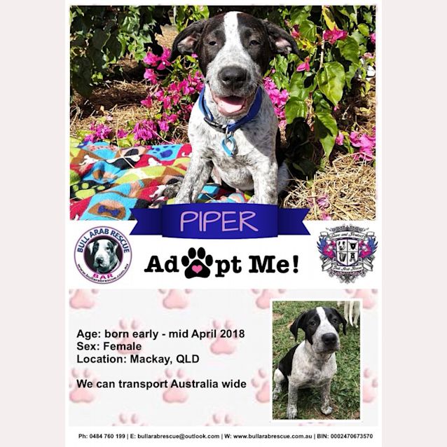 Photo of Piper