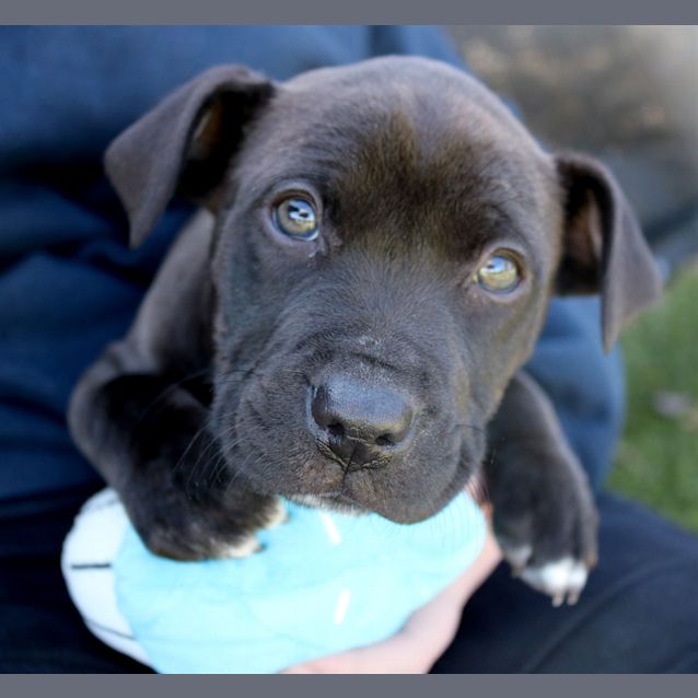 Photo of Odin