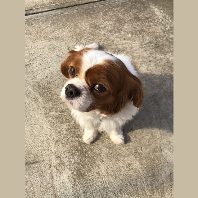 Photo of Bailey