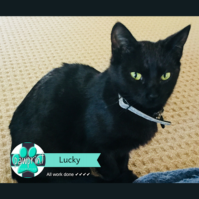 Photo of Lucky