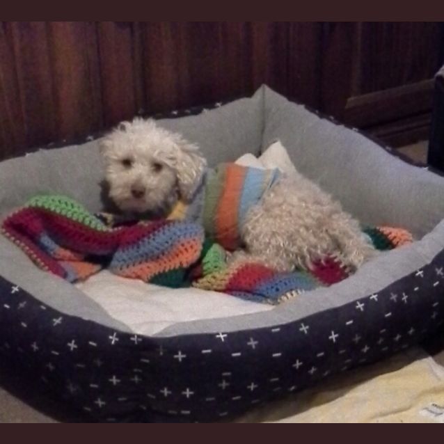 Photo of Teddy