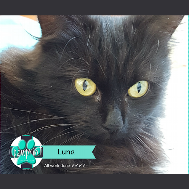 Photo of Luna 