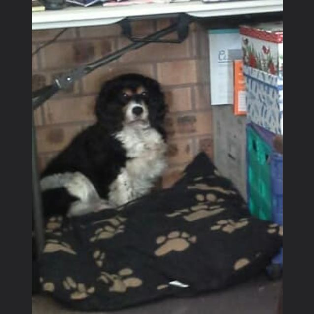 Photo of Sootie 