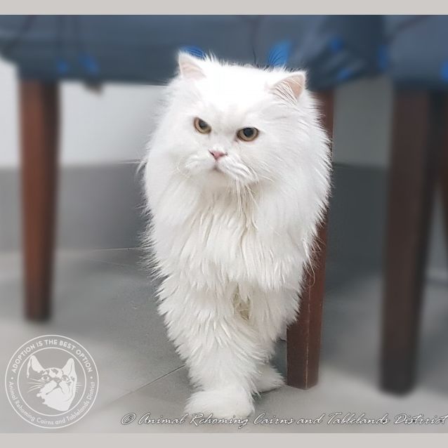 Photo of Casper