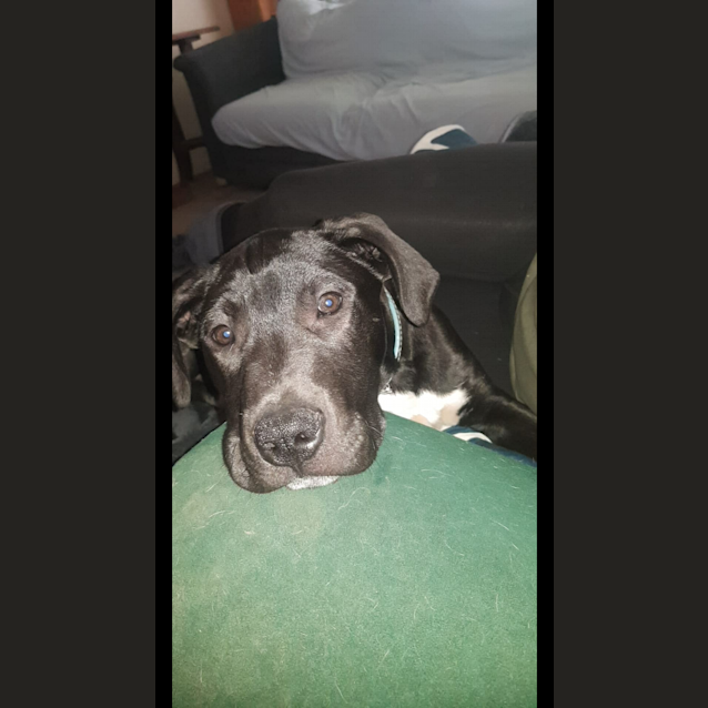 Photo of Tyson