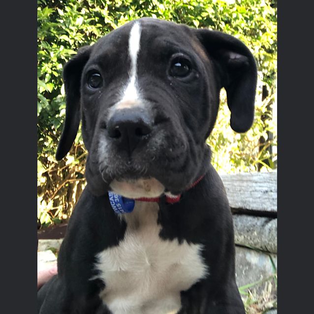 Photo of Theodore ~ Playful Mastiff X Pup (On Trial 8/9/18)
