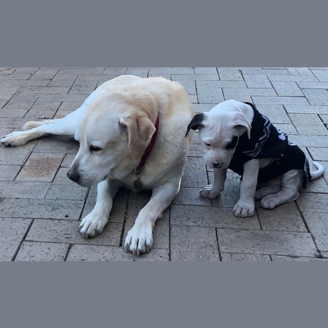 Photo of Charlie  ~ Mastiff X (On Trial 3/12/18)