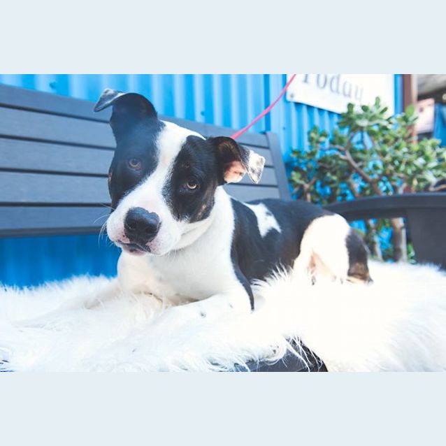 Photo of Bruzer