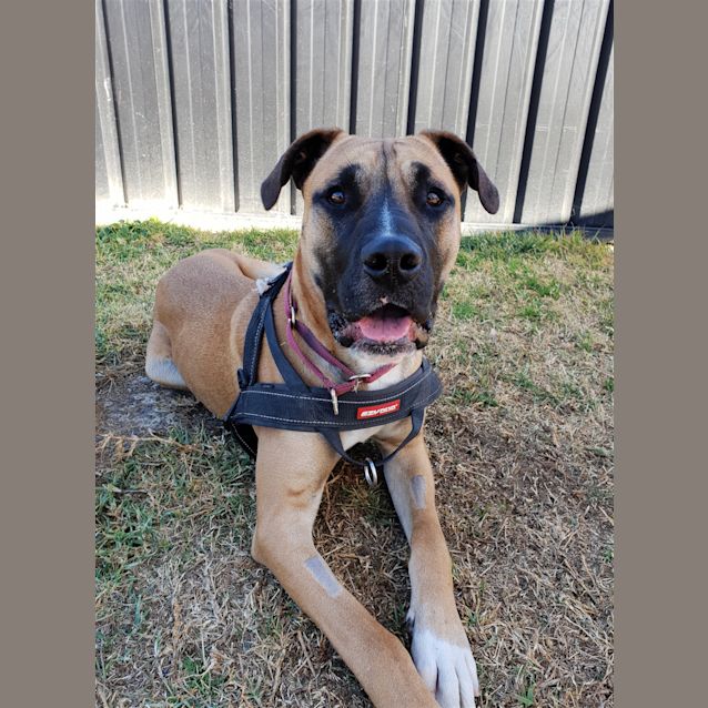 Photo of Buster
