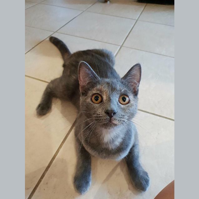 Photo of Frenchie 