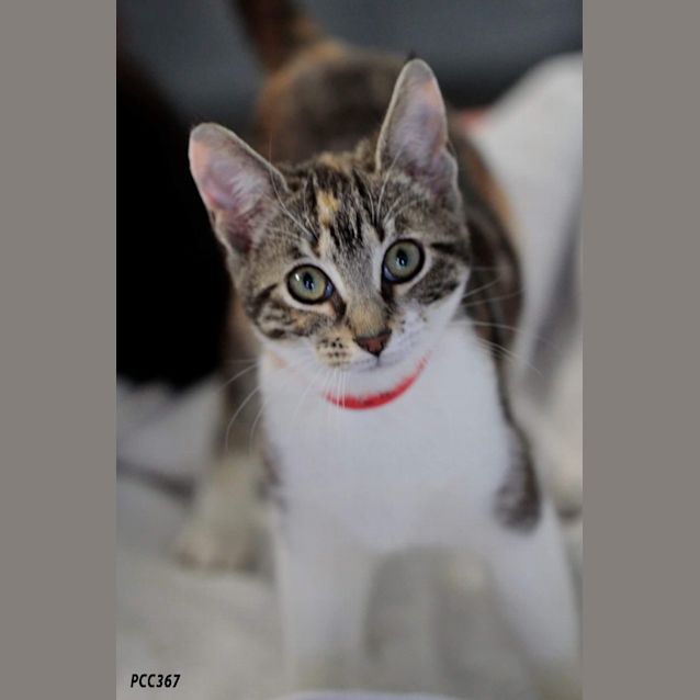Photo of Ivy