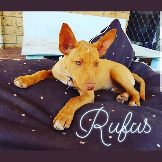 Photo of Rufus  *Adoption Pending*