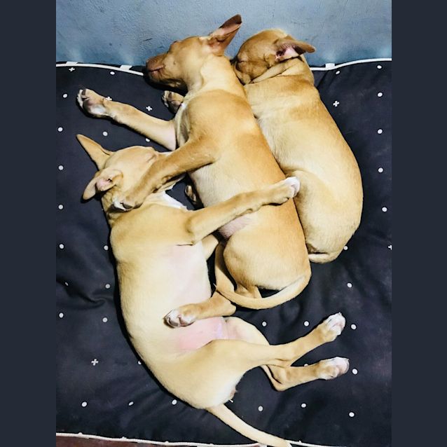 Photo of Rani  *Adoption Pending*