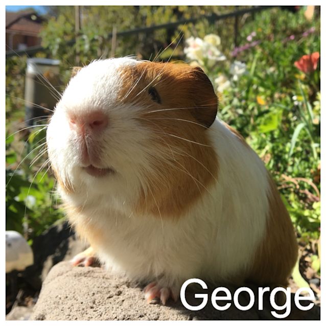 Photo of George 