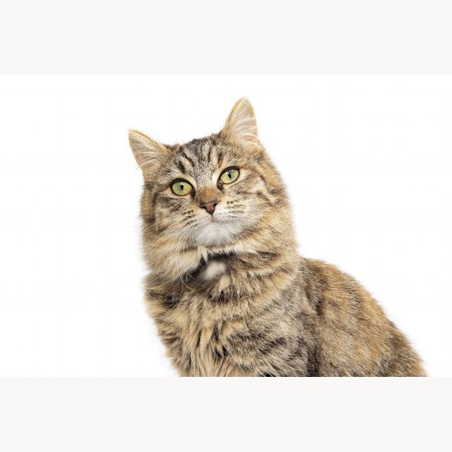Photo of Almond