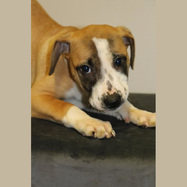 Photo of Pippin