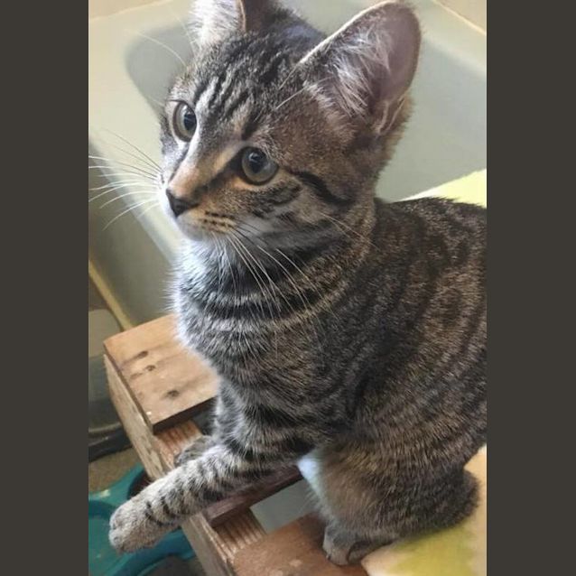 Photo of Zaffron **2nd Chance Cat Rescue**