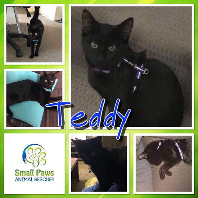 Photo of Teddy