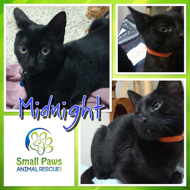 Photo of Midnight