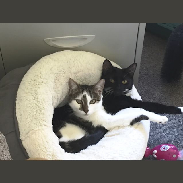 Photo of Special Kittens Needing Special Home  Lucy & Mini