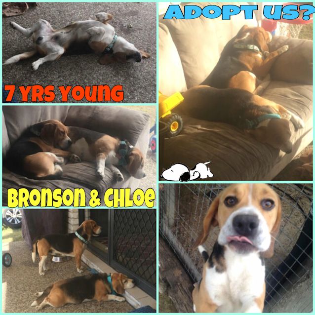 Photo of Bronson And Chloe 