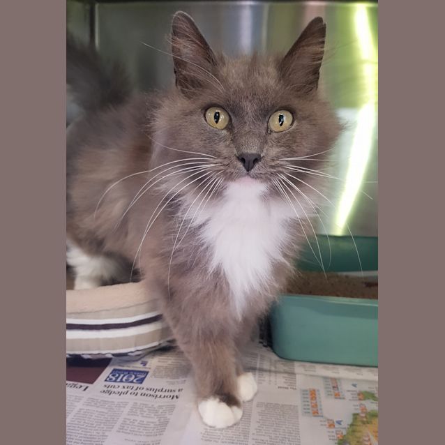 Photo of Smokey