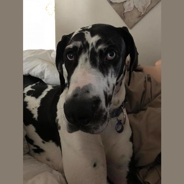 Photo of Priscilla **Adoption Pending**