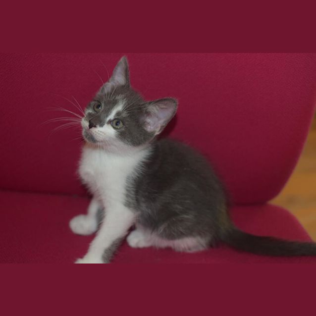 Photo of Domino 