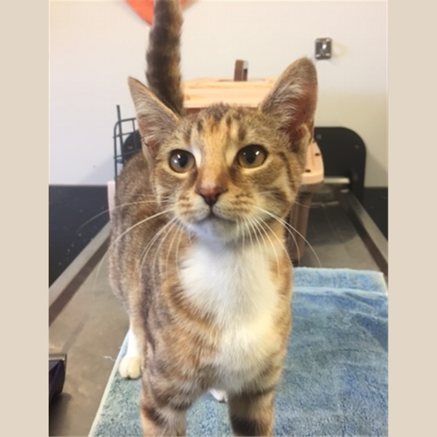 Photo of Jetta