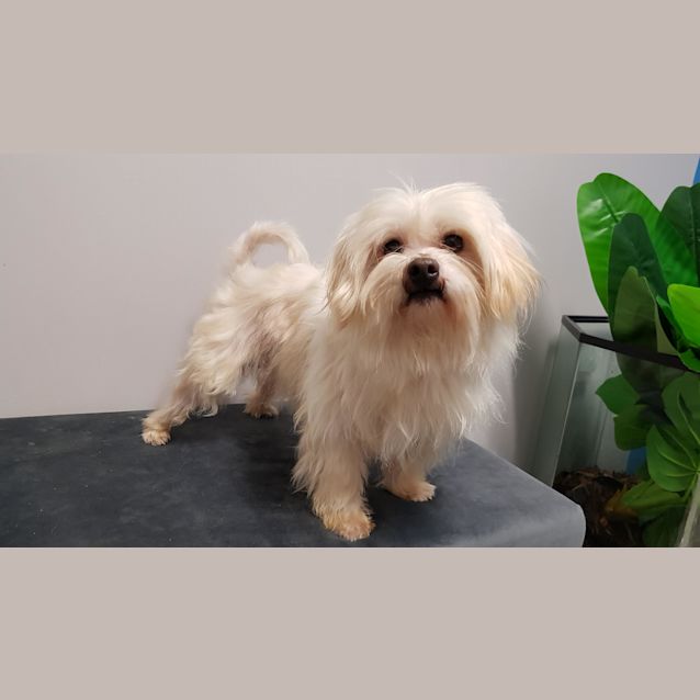 Photo of Louie