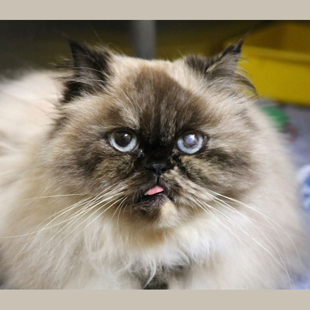 Photo of Gertie