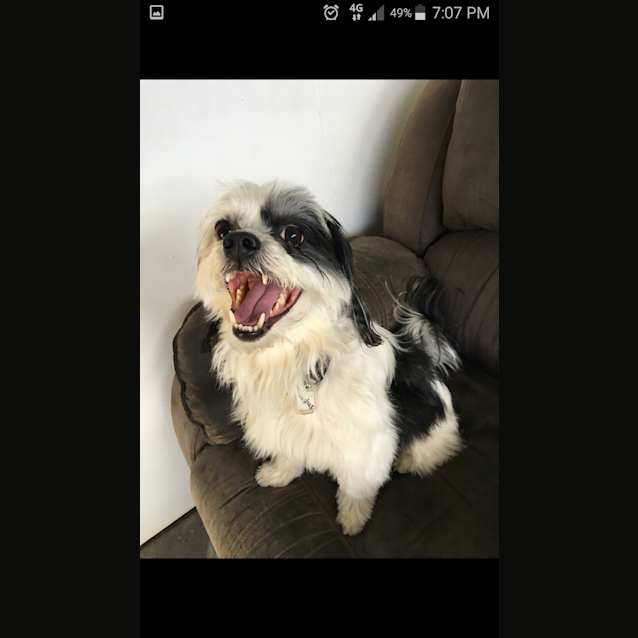 Photo of Rastus