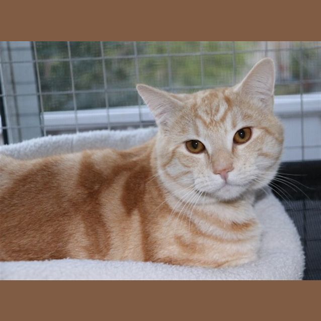 Photo of Sherbet E1527
