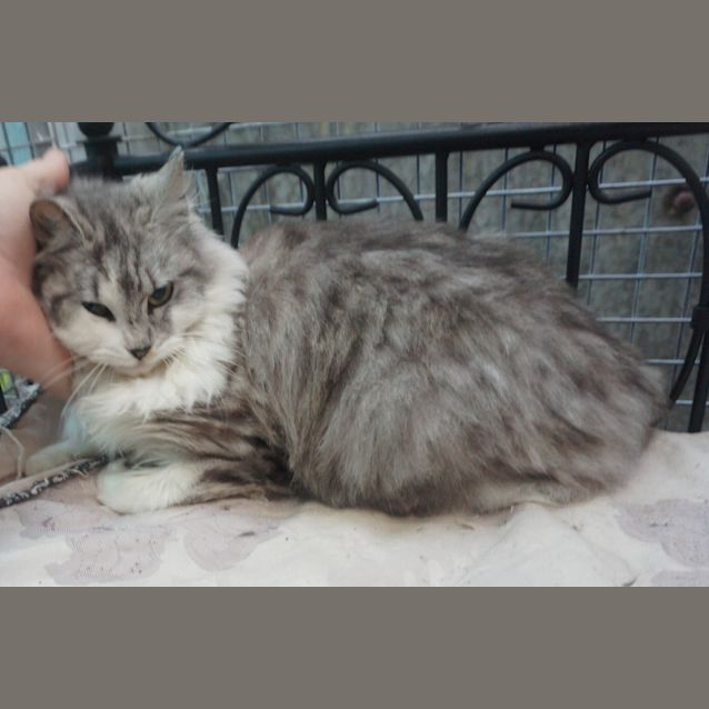 Photo of Willow