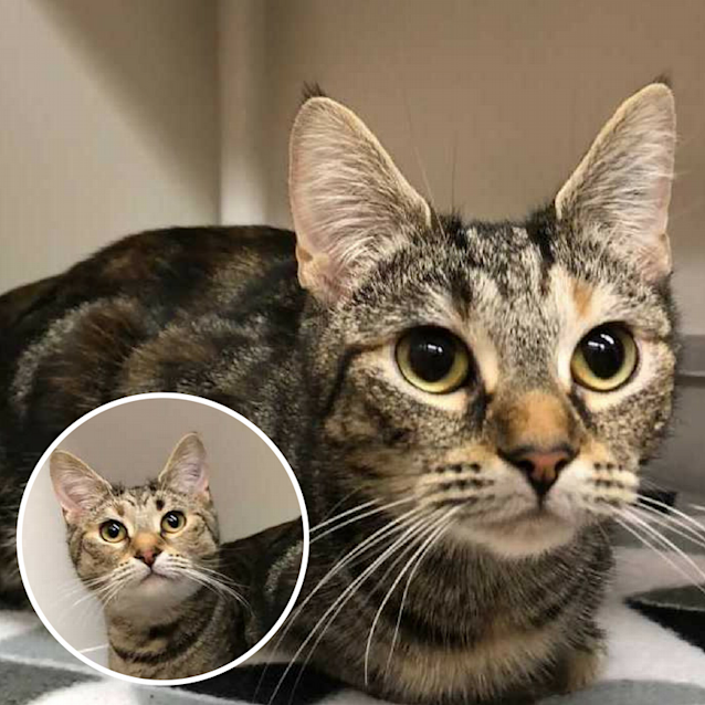 Photo of Shenzi & Nala