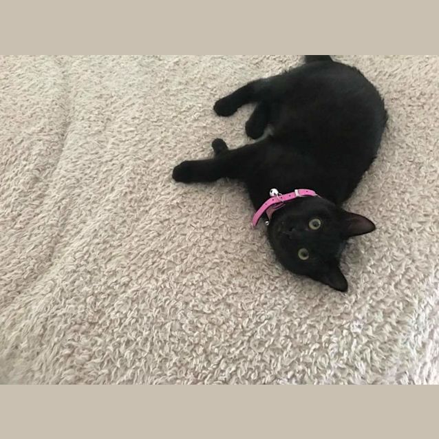 Photo of Viola