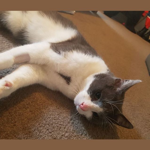 Photo of Georgie **2nd Chance Cat Rescue**