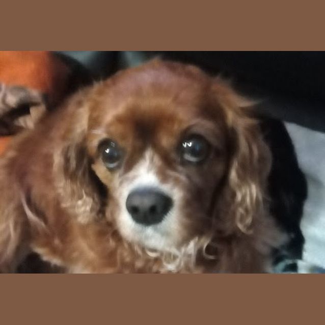 Photo of Lucy