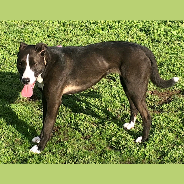 Photo of Lola